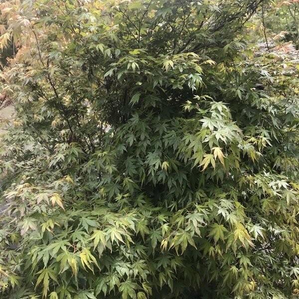 Acer palmatum, Tuin en Terras, Planten | Bomen, Halfschaduw, Ophalen