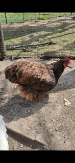 Orpington hen, Dieren en Toebehoren