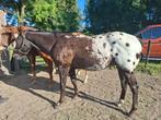 Amerikaanse Appaloosa Ruin(ApHC), Dieren en Toebehoren, E pony (1.48m - 1.57m), Gechipt, Ruin, 0 tot 2 jaar