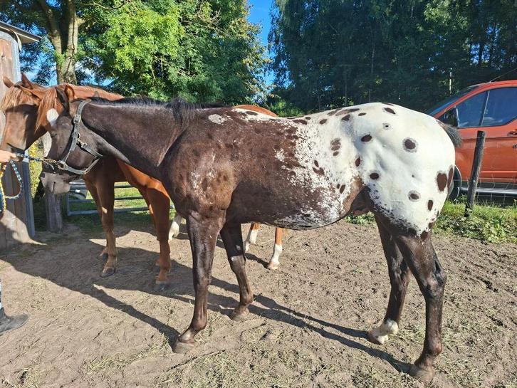 Amerikaanse Appaloosa Ruin(ApHC), Dieren en Toebehoren, Pony's, Ruin, Zadelmak, E pony (1.48m - 1.57m), Westernpony, 0 tot 2 jaar