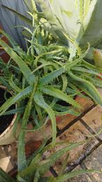 Aloe Vera, Ophalen, In pot