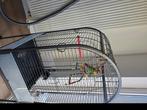 2 Papegaai met de kooi, Dieren en Toebehoren, Vogels | Parkieten en Papegaaien, Papegaai