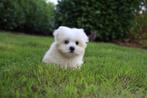 Maltezer puppy, geboren 15 juli, reu, Dieren en Toebehoren, Honden | Chihuahua's en Gezelschapshonden, België, Maltezer, Reu, CDV (hondenziekte)