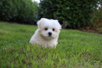 Maltezer puppy, geboren 15 juli, reu beschikbaar voor biedingen