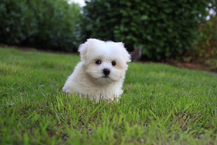 Maltezer puppy, geboren 15 juli, reu, Dieren en Toebehoren, Honden | Chihuahua's en Gezelschapshonden, Reu, Maltezer, Fokker | Professioneel