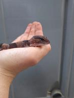 Afrikaanse vetstaartgekko man, Dieren en Toebehoren