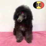 Dwergpoedel teefje - zilvergrijs - Belgische pup te koop, Dieren en Toebehoren, Poedel, België, Handelaar, CDV (hondenziekte)