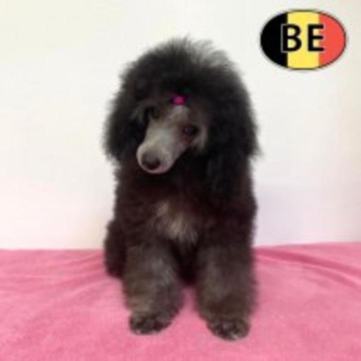Dwergpoedel teefje - zilvergrijs - Belgische pup te koop, Dieren en Toebehoren, Honden | Chihuahua's en Gezelschapshonden, Teef