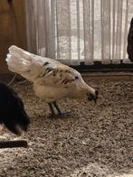 Gha mong /witte ayam haantje, Dieren en Toebehoren, Mannelijk, Kip