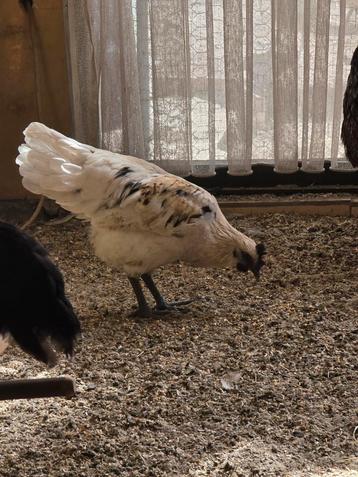 Gha mong /witte ayam haantje  beschikbaar voor biedingen
