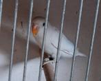 Fischeri blauw dec opaline/ino 2025, Dieren en Toebehoren, Vogels | Parkieten en Papegaaien