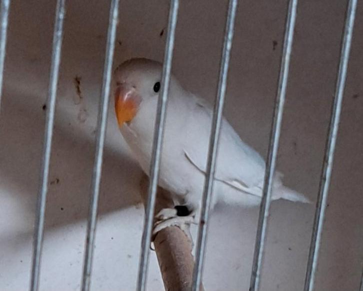 Fischeri blauw dec opaline/ino 2025, Dieren en Toebehoren, Vogels | Parkieten en Papegaaien