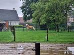 haflinger, Animaux & Accessoires, Chevaux, Hongre, Moins de 160 cm, Avec pedigree, 3 à 6 ans