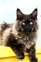 Magnifique chat Maine Coon Black Smoke avec un pedigree !, Chatte ou Chat, Vermifugé, 0 à 2 ans