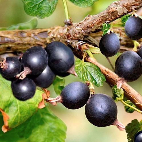 Jostabes, Tuin en Terras, Planten | Tuinplanten, Ophalen