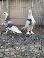 2 mooie vrouwen takla, Dieren en Toebehoren