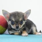 Pomchi reutje - Belgische puppy te koop, Dieren en Toebehoren, België, CDV (hondenziekte), 8 tot 15 weken, Eén hond