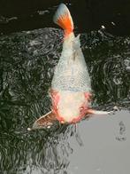Japanse koi Asagi, Dieren en Toebehoren, Karper of Koi