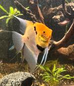 2 maanvissen, Dieren en Toebehoren