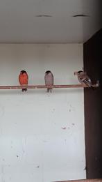 Bruine goudvinken te koop