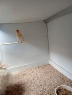 Distelvink isabelle pop 24, Dieren en Toebehoren, Geringd