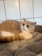 Brits korthaar, Gechipt