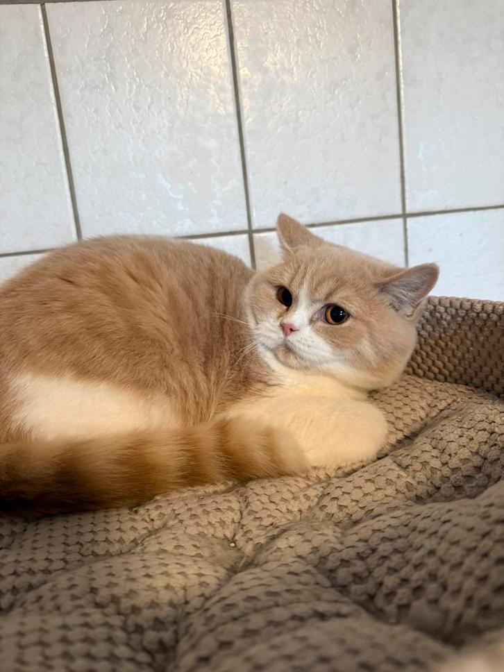 Brits korthaar, Dieren en Toebehoren, Katten en Kittens | Raskatten | Korthaar, Gechipt