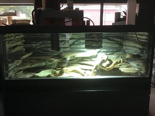 Terrarium, Dieren en Toebehoren, Reptielen en Amfibieën | Toebehoren, Zo goed als nieuw, Terrarium of Paludarium, Ophalen