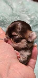 Prachtige langharige chihuahua pups beschikbaar, Dieren en Toebehoren, België, Fokker | Hobbymatig, CDV (hondenziekte), 8 tot 15 weken