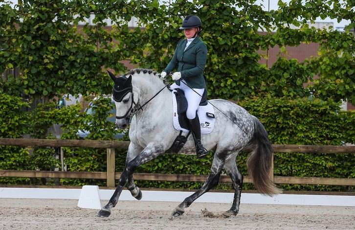 Gave PRE ruin, Dieren en Toebehoren, Paarden, Ruin, M, 160 tot 165 cm, 7 tot 10 jaar, Dressuurpaard, Met stamboom, Gechipt, Ontwormd