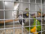 Bonte boeren, Dieren en Toebehoren, Meerdere dieren, Papegaai