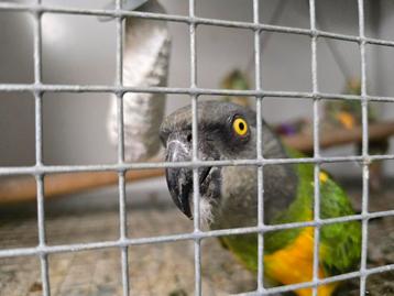 Bonte boeren, Plusieurs animaux, Perroquet