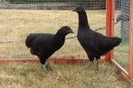Kruising cemani hennen, Vrouwelijk, Kip