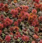 Acaena, Agapanthus, Ajuga, Enlèvement ou Envoi, Plante fixe