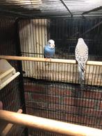 Grasparkieten, Dieren en Toebehoren, Vogels | Parkieten en Papegaaien, Geringd