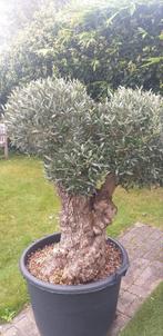 Mooie olijfboom Bonsai, Ophalen, Olijfboom
