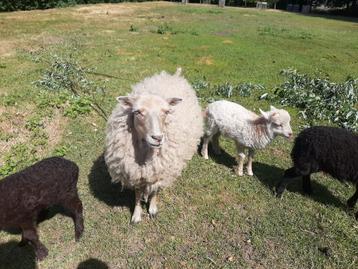 Witte ouessant ooi met mooi ramlam te koop beschikbaar voor biedingen