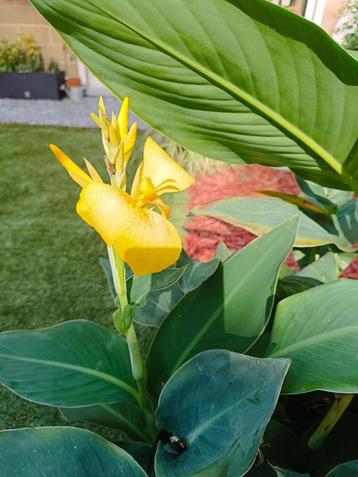 Graines de Plante Canna (3€ les 10) beschikbaar voor biedingen