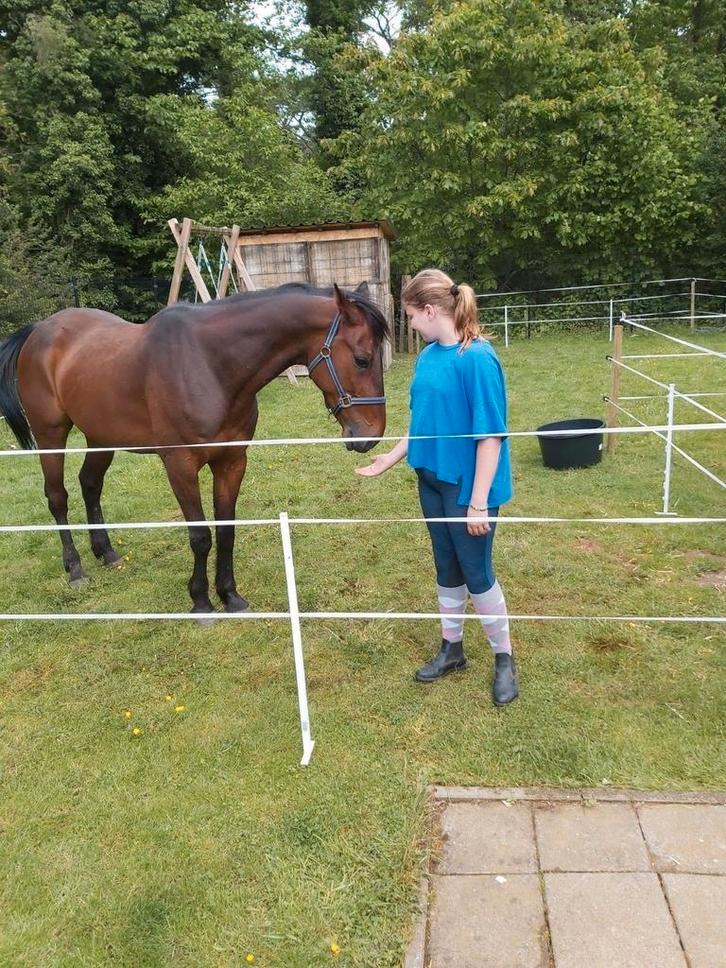 Super brave 9 jarige ruin, Dieren en Toebehoren, Paarden