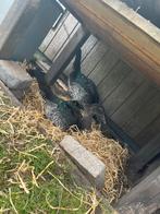 2 barberie eende, Dieren en Toebehoren, Mannelijk, Eend