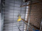 Kanarie man, Dieren en Toebehoren