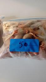 1 dags piepvries ratjes, Dieren en Toebehoren, Slang