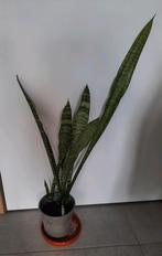 Sansevieria Zeylanica- vrouwentongen 74 cm, Huis en Inrichting, Kamerplanten, Minder dan 100 cm, Halfschaduw, Ophalen, Groene kamerplant