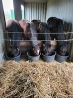 pension pour chevaux, Animaux & Accessoires, Mise à l'étable, 2 ou 3 chevaux ou poneys