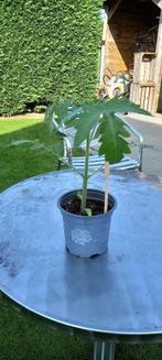 tomatenplantjes, Tuin en Terras, Ophalen, Eenjarig