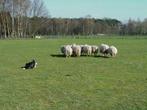 Gezocht; weiland