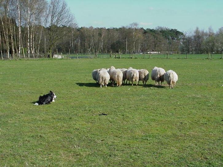 Gezocht; weiland, Dieren en Toebehoren, Schapen, Geiten en Varkens