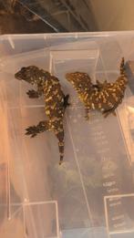 leachianus, Dieren en Toebehoren, Reptielen en Amfibieën