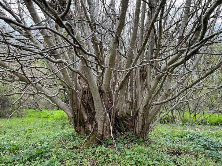 Bois de chauffage à couper sur pieds buches à récolter etc, Divers, Divers Autre, Utilisé, Enlèvement