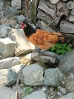 Jonge vorwerk haan, Dieren en Toebehoren, Pluimvee